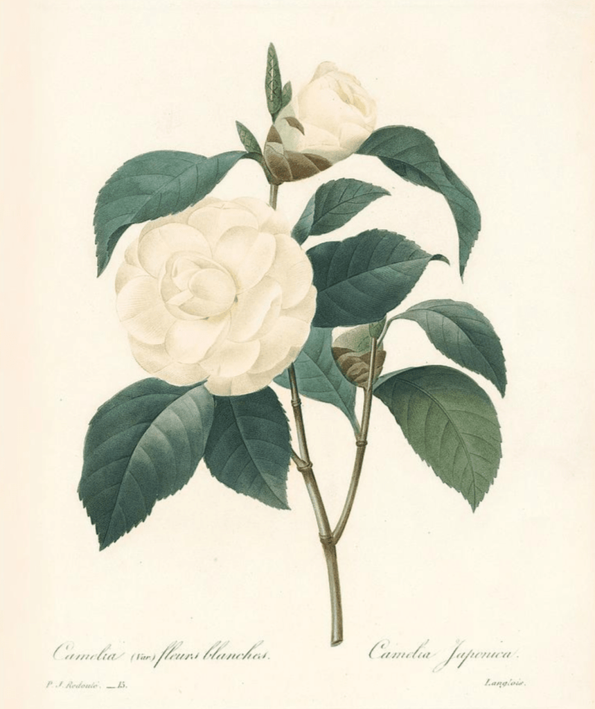 TSUBAKI OIL - Takamichi Beauty Room