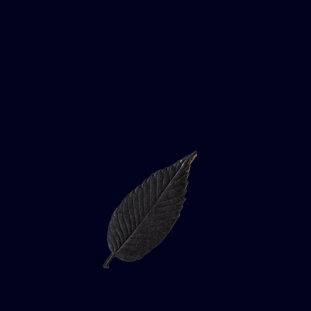 Paper Incense Leaf Black - Takamichi Beauty Room